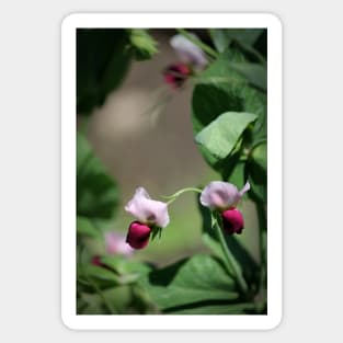 Sweet Pea Blossoms Sticker